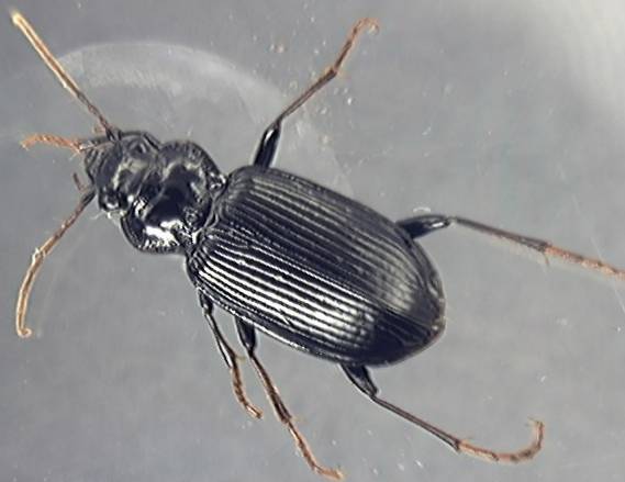 Nebria brevicollis